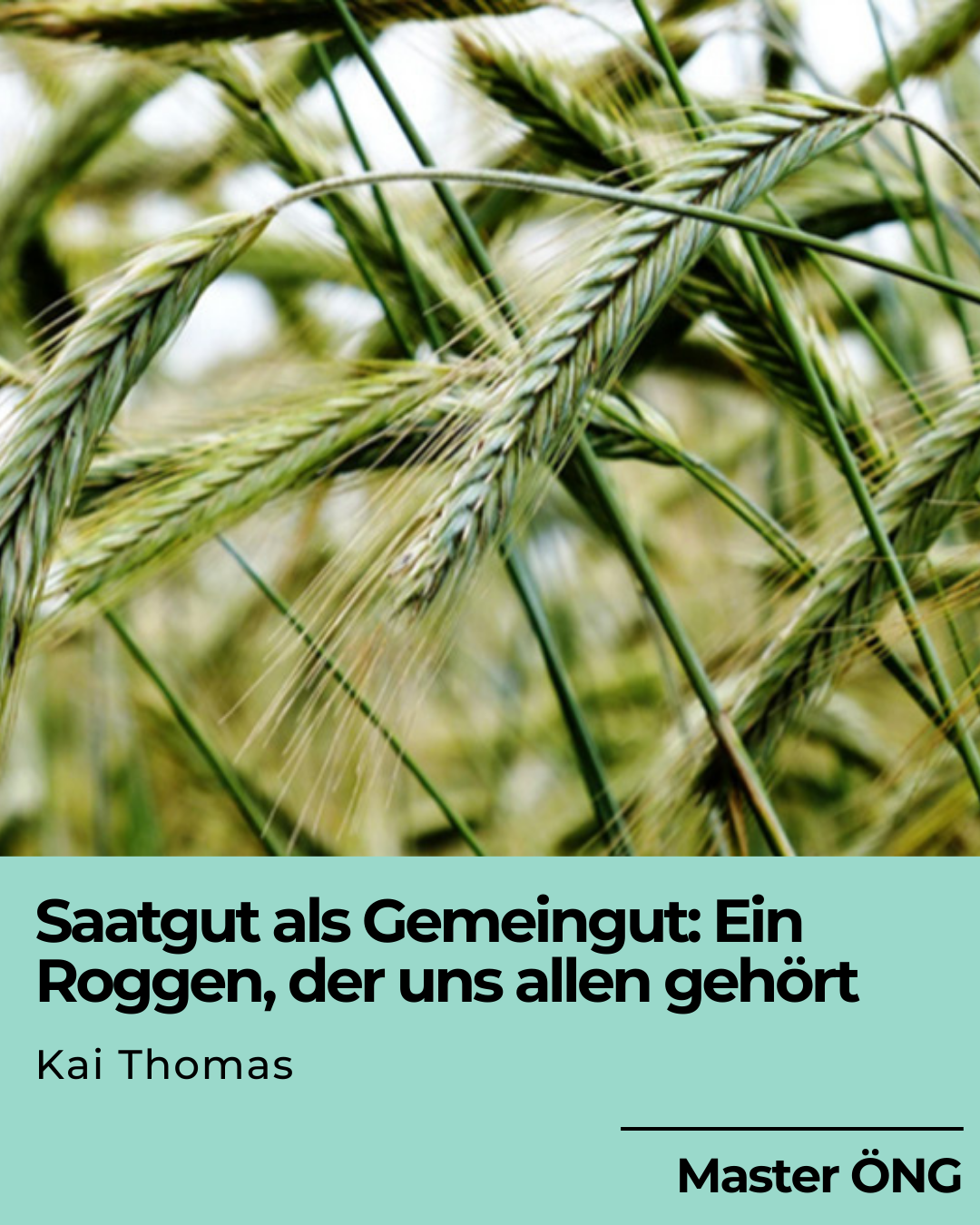 Foto von grünen Roggen-Ähren zu dem Studi-Projekt von Kai der Hochschule für Gesellschaftsgestaltung zum Thema Saatgut als Gemeingut